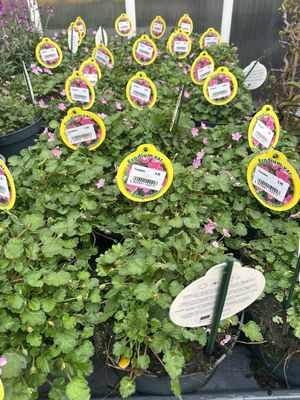 Erodium  'Bishop's Form' (Reigersbek) OP=OP