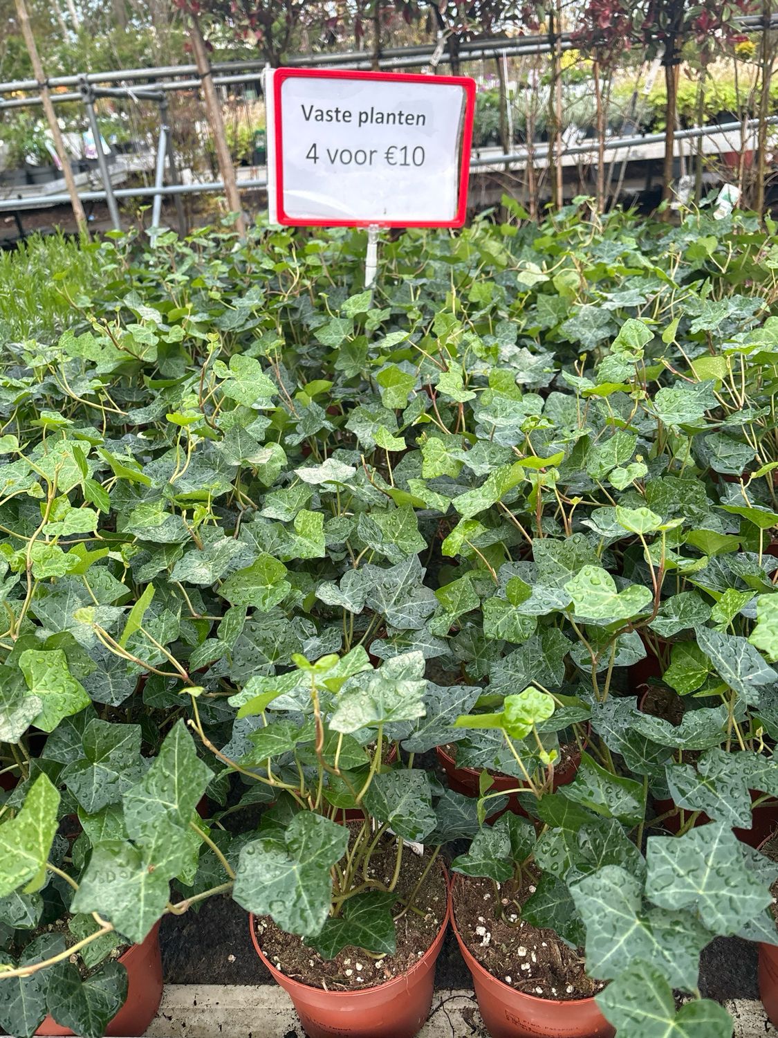 Hedera (Klimop) 4 voor €10 OP=OP