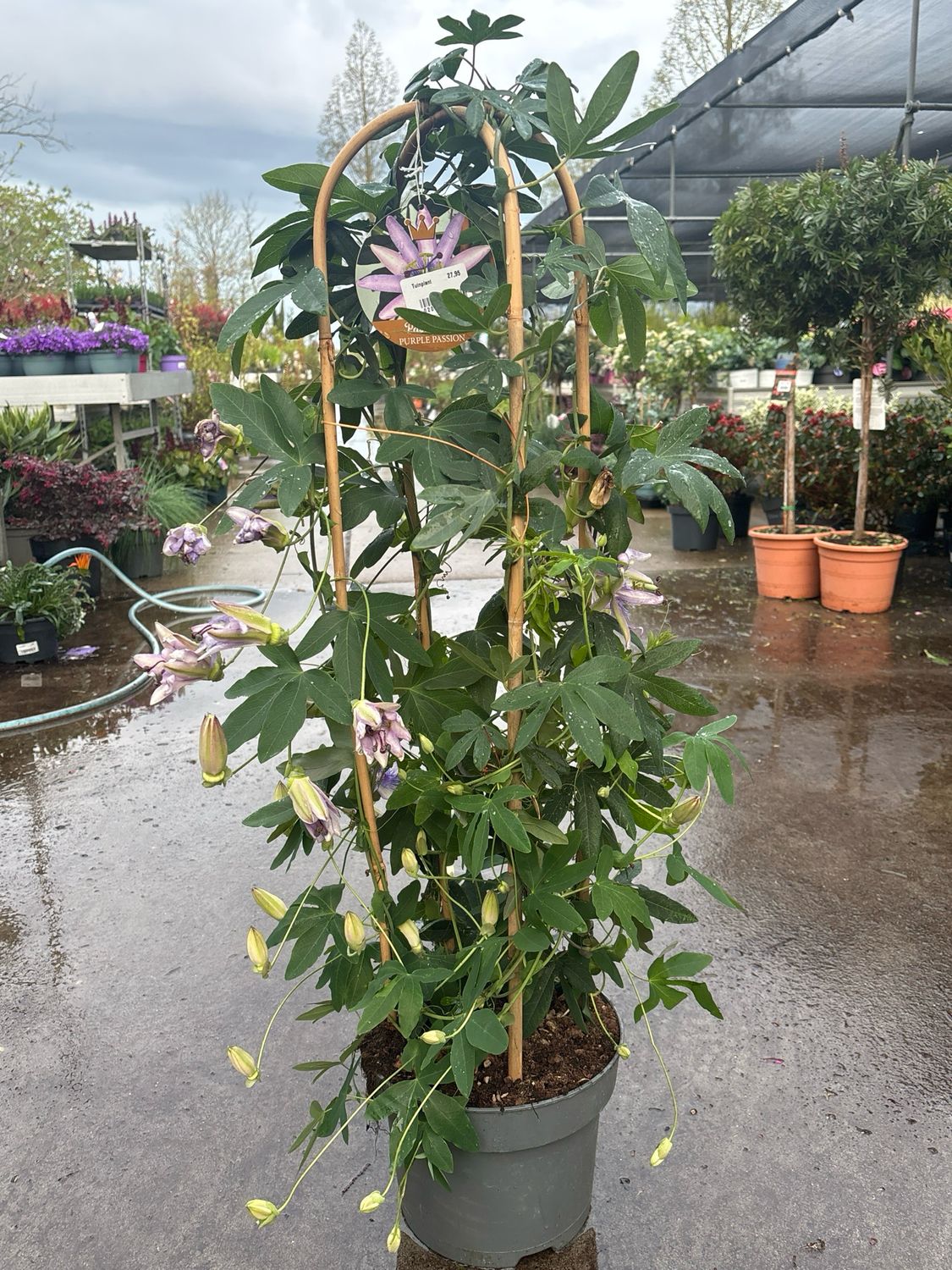 Passiebloem (Passiflora) OP=OP