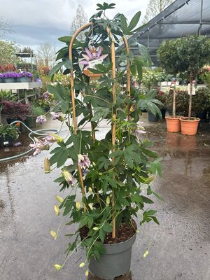 Passiebloem (Passiflora) OP=OP