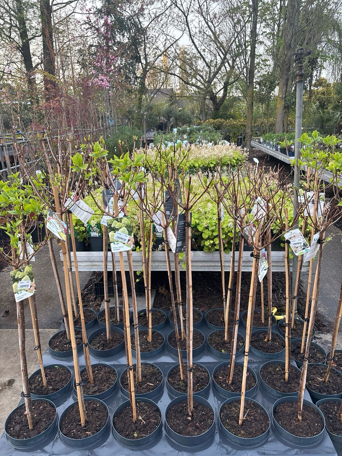 Hydrangea 'Limelight' / ‘Candlelight / ‘Silver Dollar’ / Pinky Winky (Pluimhortensia op stam) OP=OP