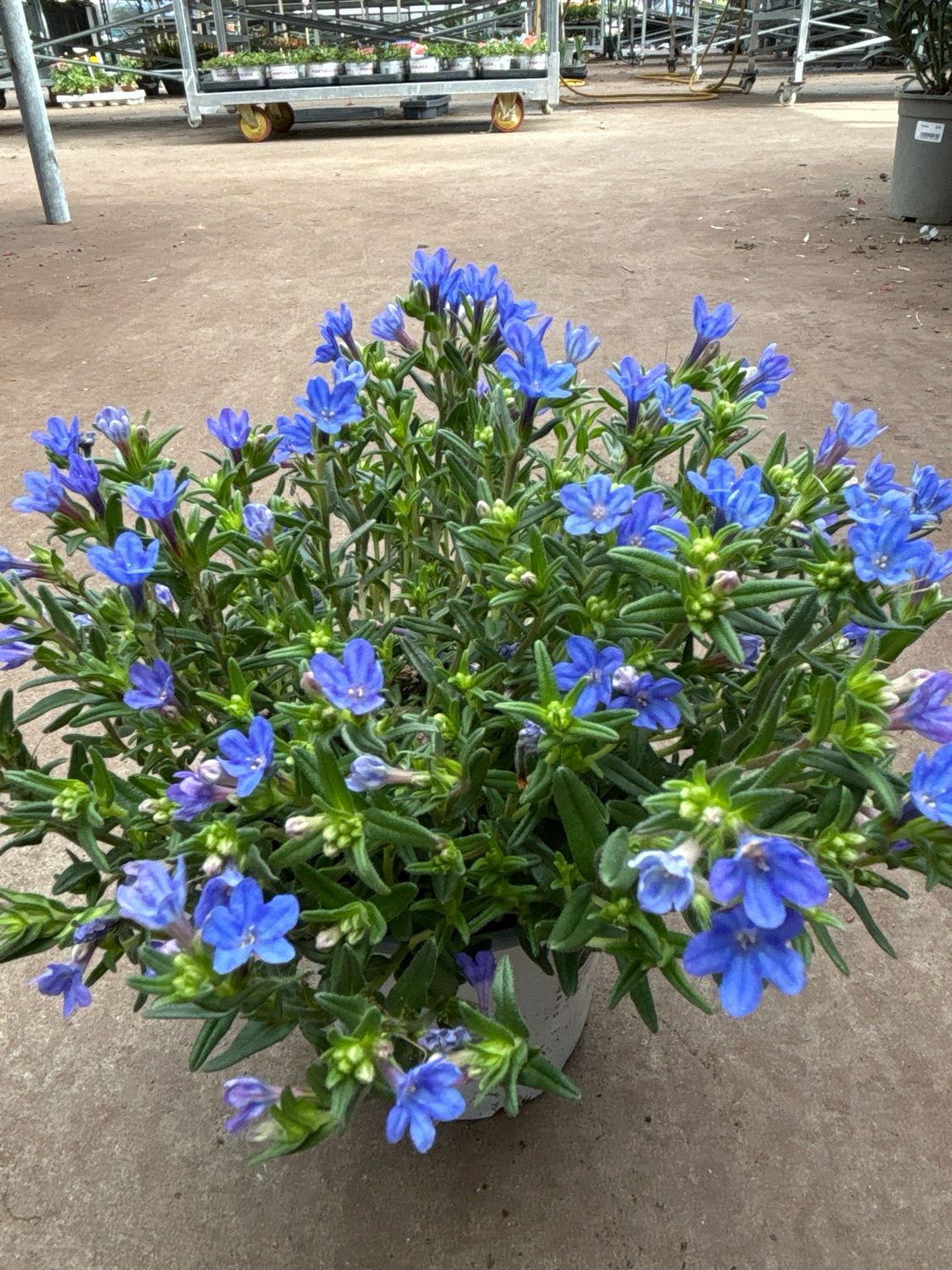 Lithodora (Parelkruid) 3 voor €10 OP=OP