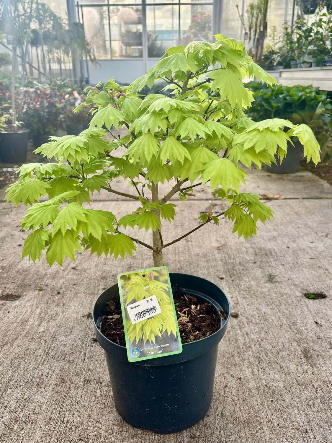 Acer shirasawanum 'Aureum' (Japanse goudesdoorn) OP=OP