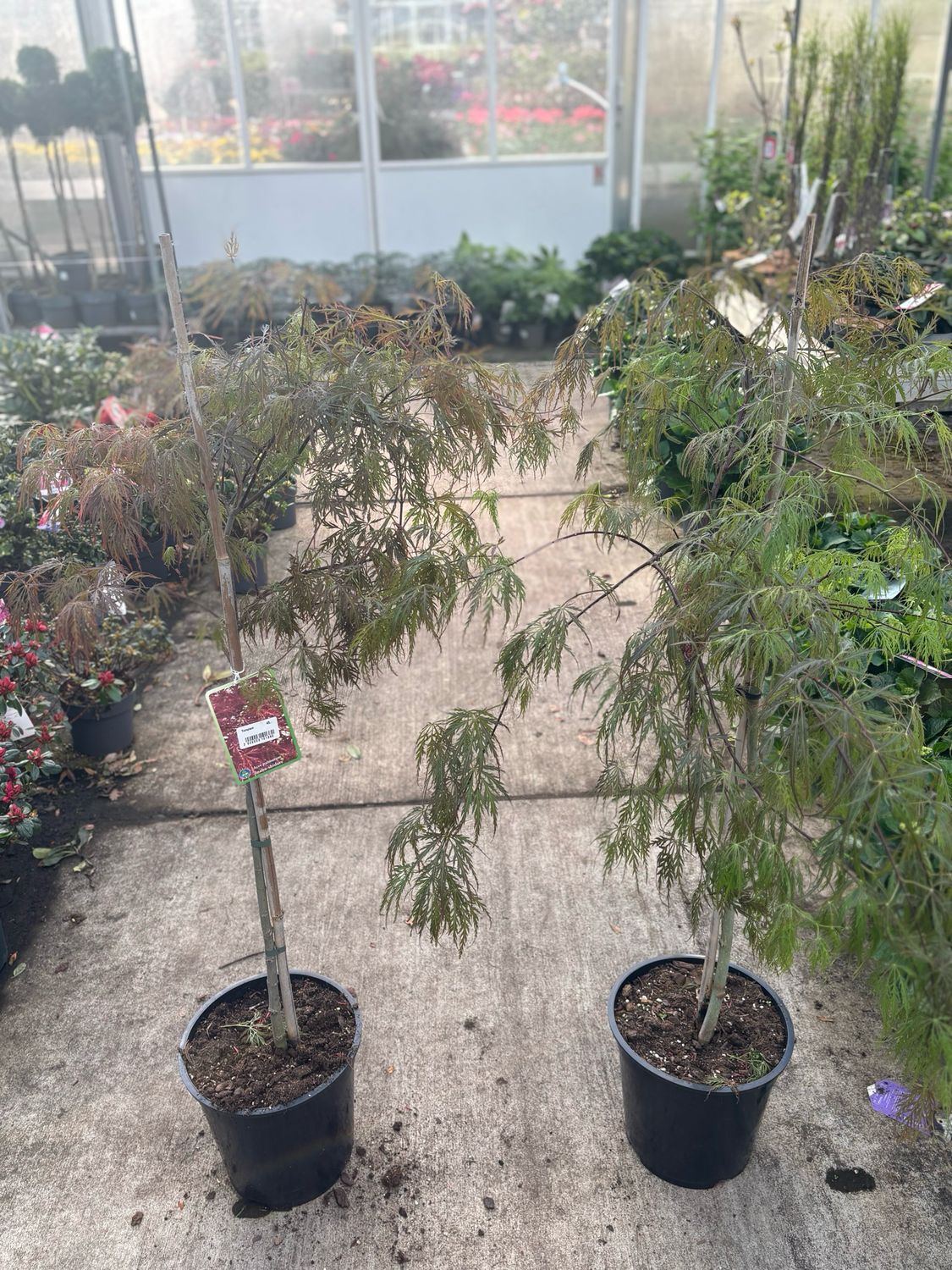 Acer palmatum Garnet op stam (Japanse Esdoorn) OP=OP