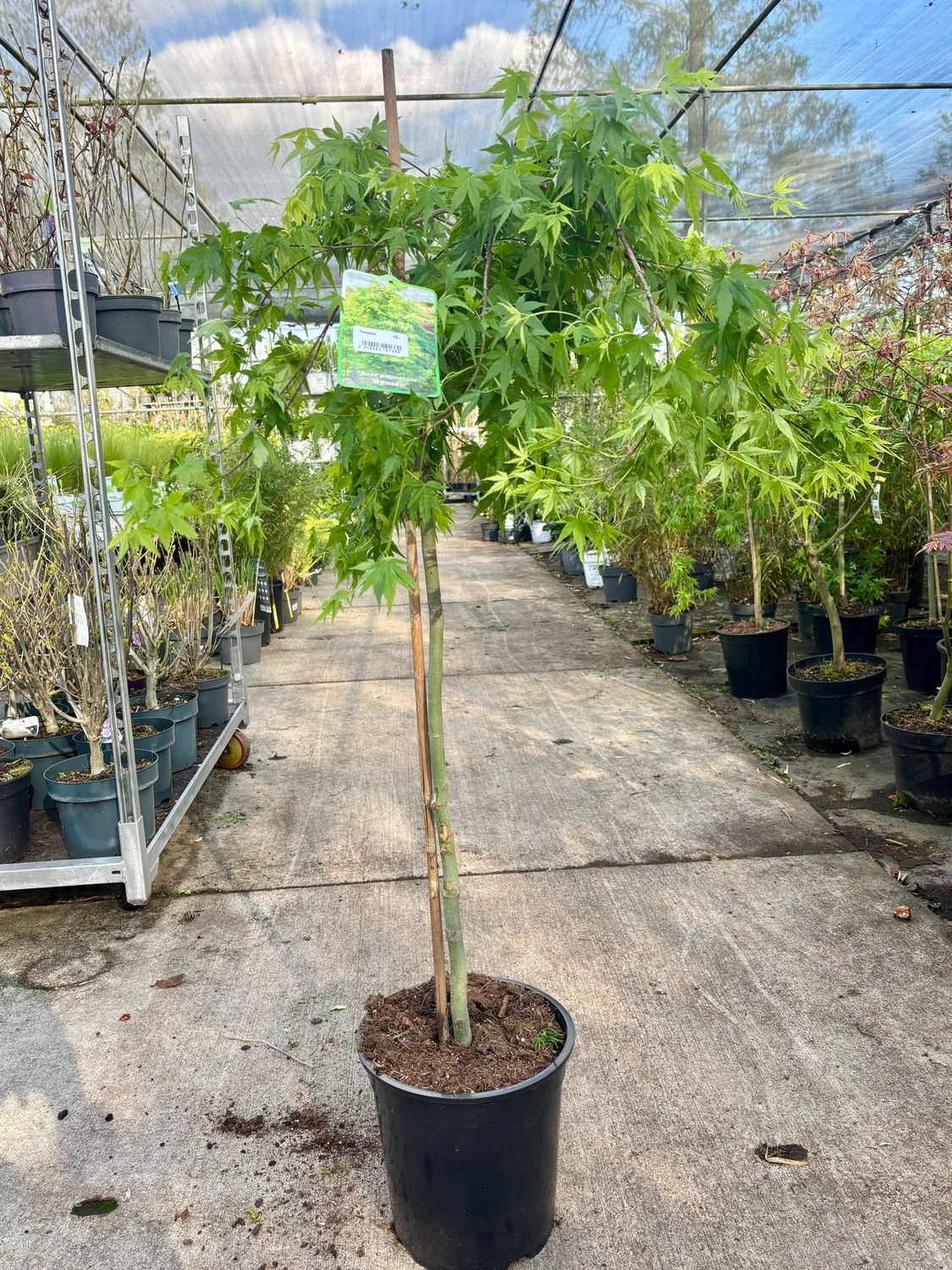 Acer palmatum ‘Ryusen’ )Japanse Esdoorn) OP=OP