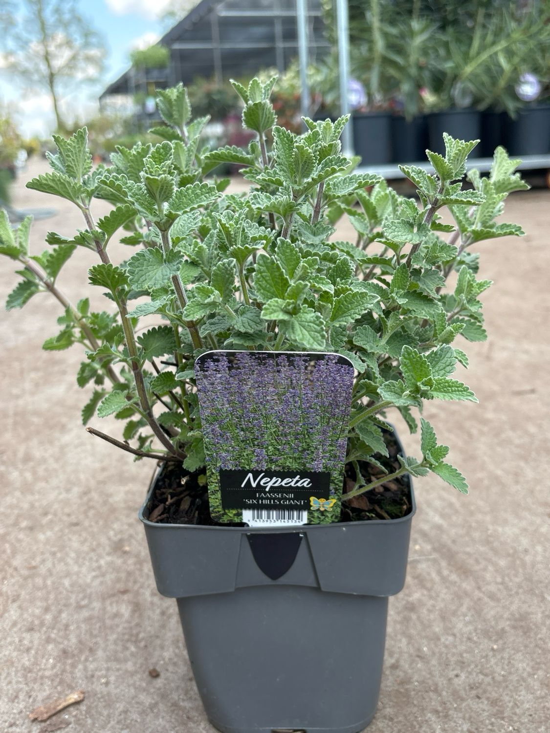 Nepeta ‘Six Hills Giant’ (Kattenkruid) OP=OP