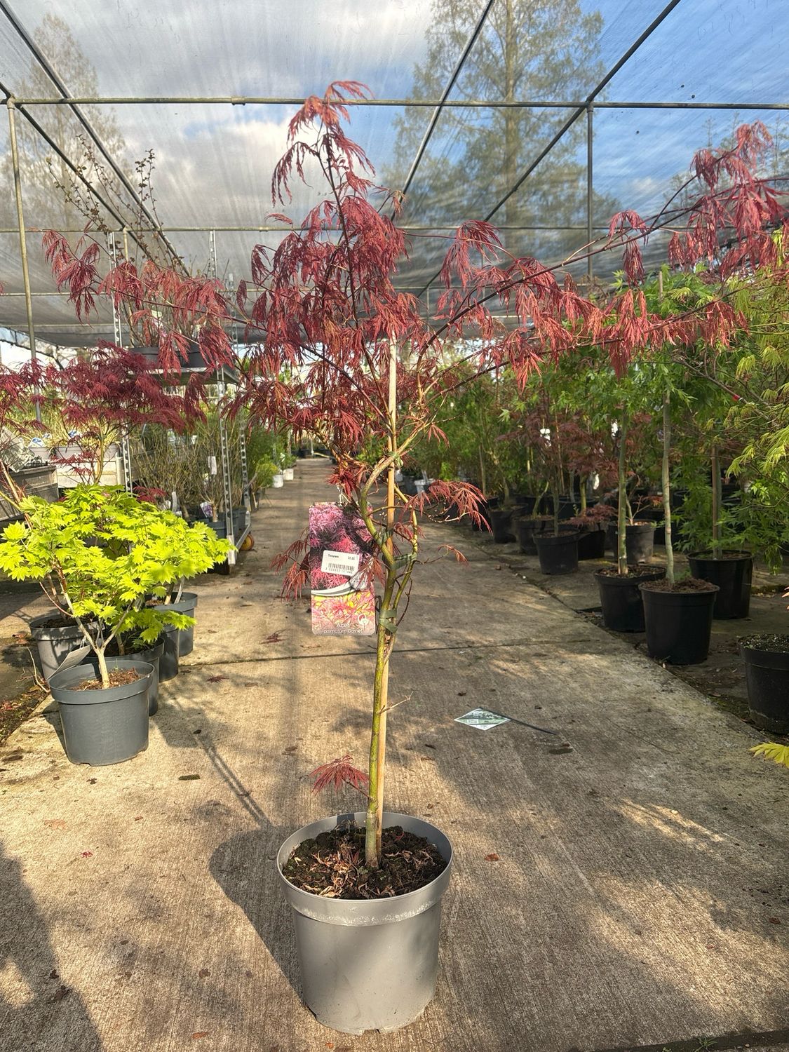 Acer palmatum Garnet op stam (Japanse Esdoorn) OP=OP