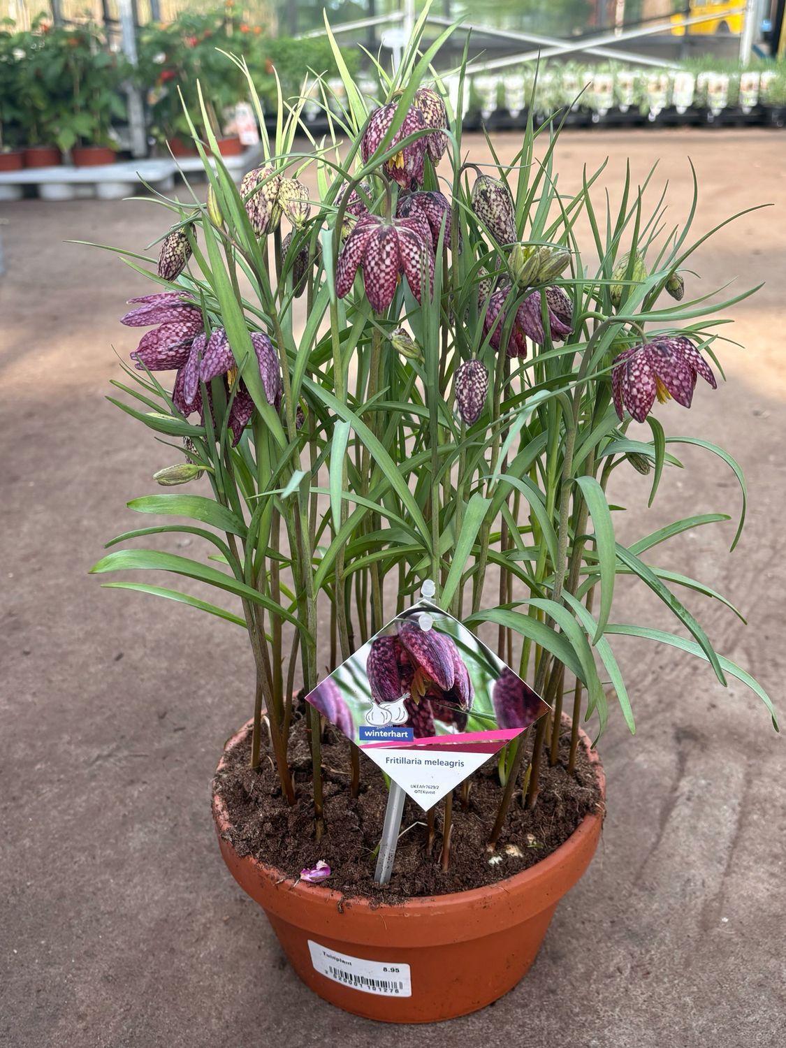 Fritillaria Meleagris (Wilde kievitsbloem) OP=OP