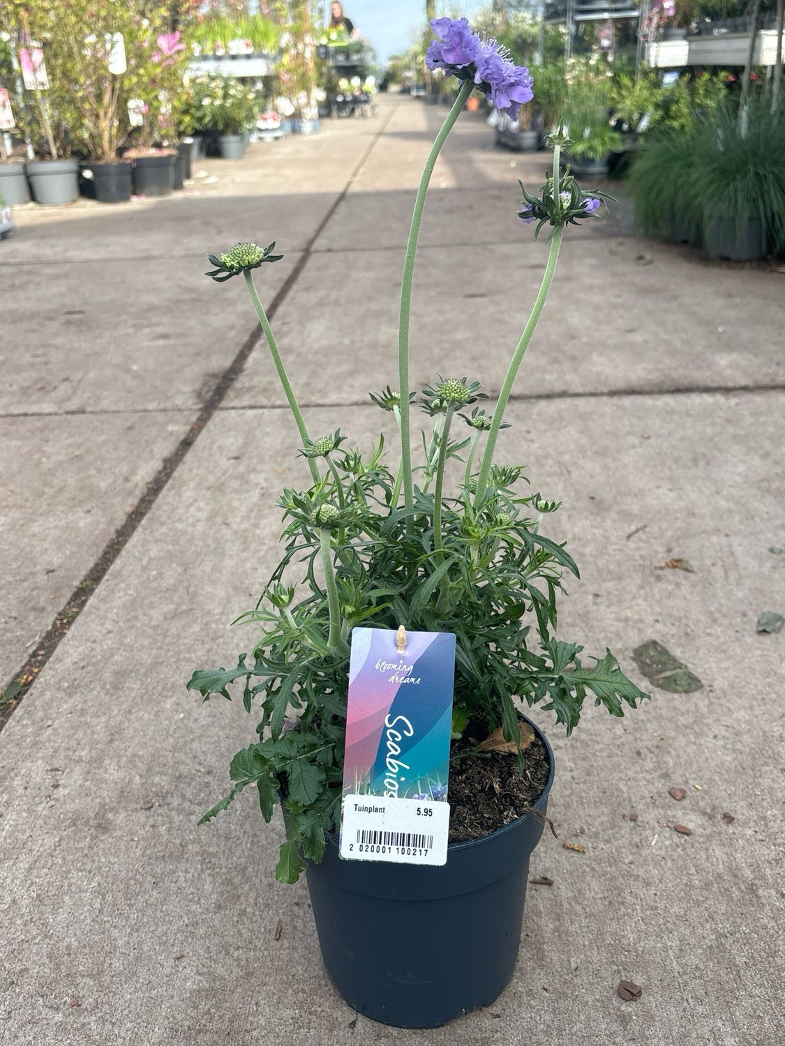 Scabiosa (Duifkruid) OP=OP