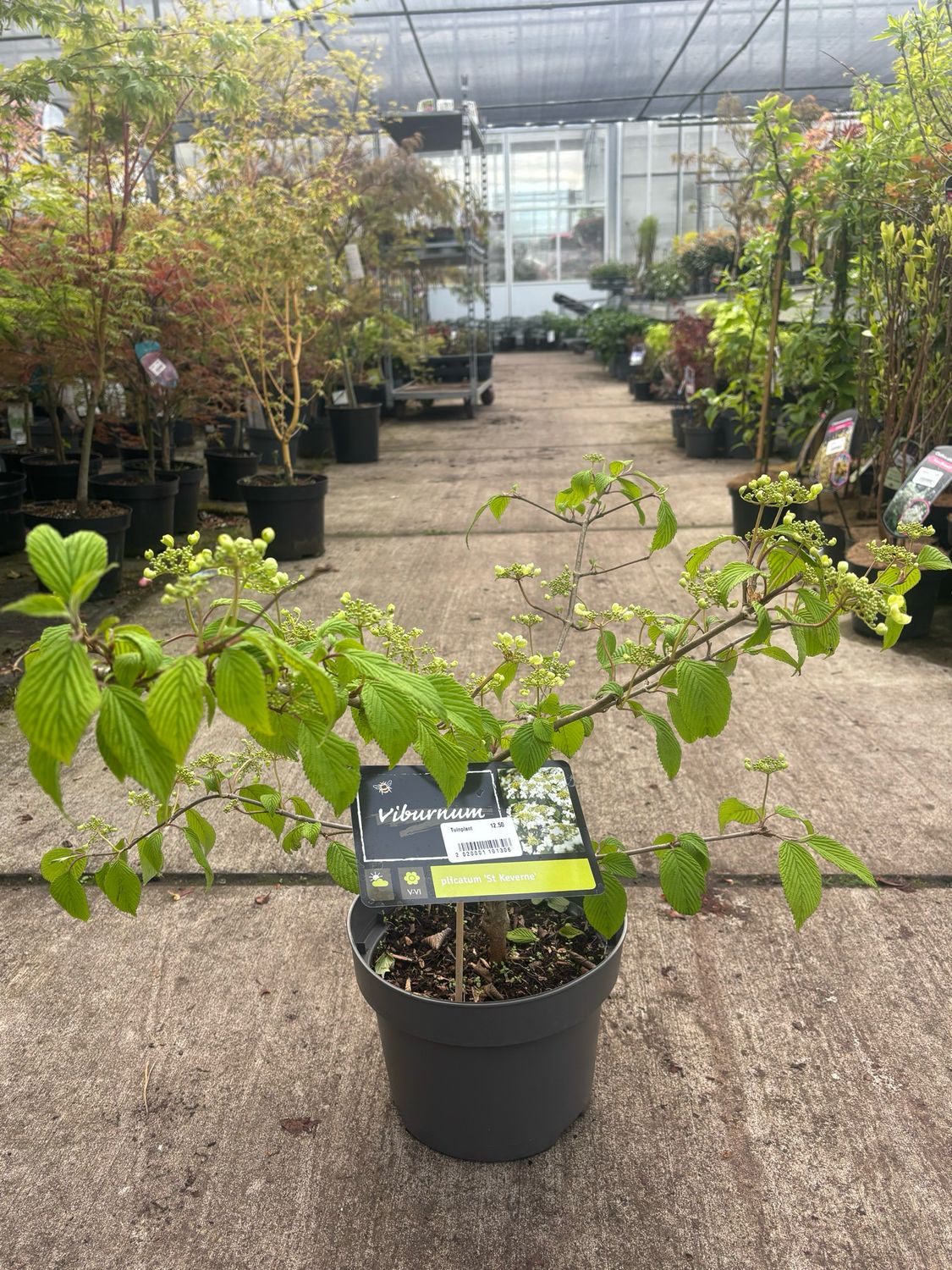 Viburnum plicatum 'St Keverne (Sneeuwbal) OP=OP