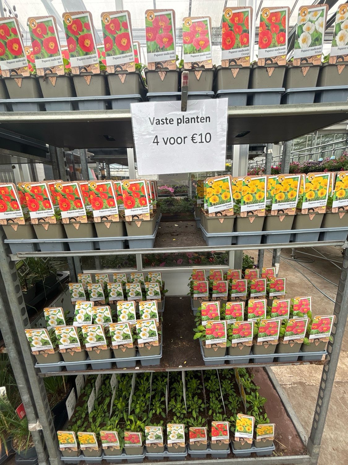 Papaver (Klaproos) Verschillende soorten 4 voor €10 OP=OP