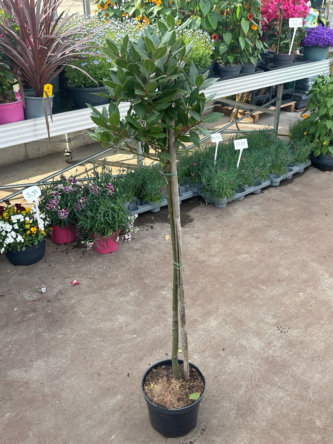 Laurus Nobilis (eetbare Laurier) OP=OP