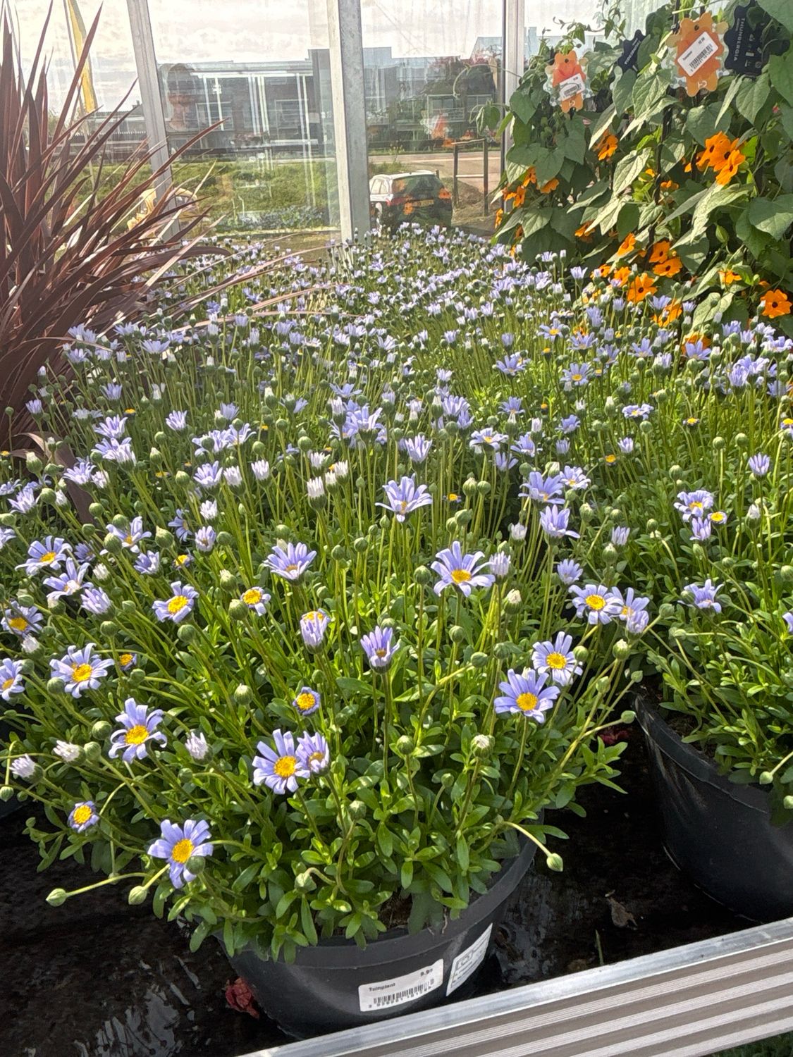 Felicia amelloides (Blauwe Margriet) OP=OP