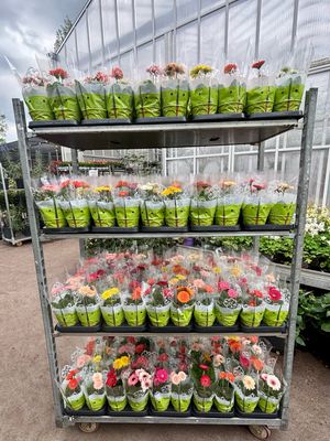 Gerbera OP=Op