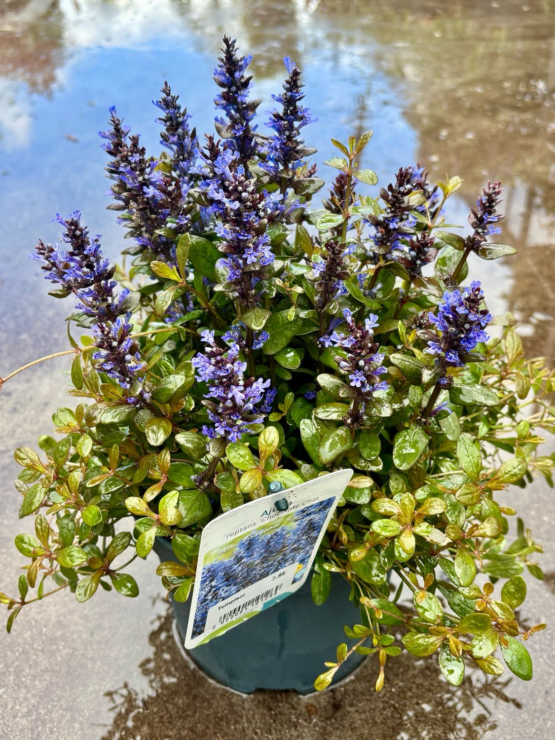 Ajuga ‘Chocolate Chip’ (Zenegroen)