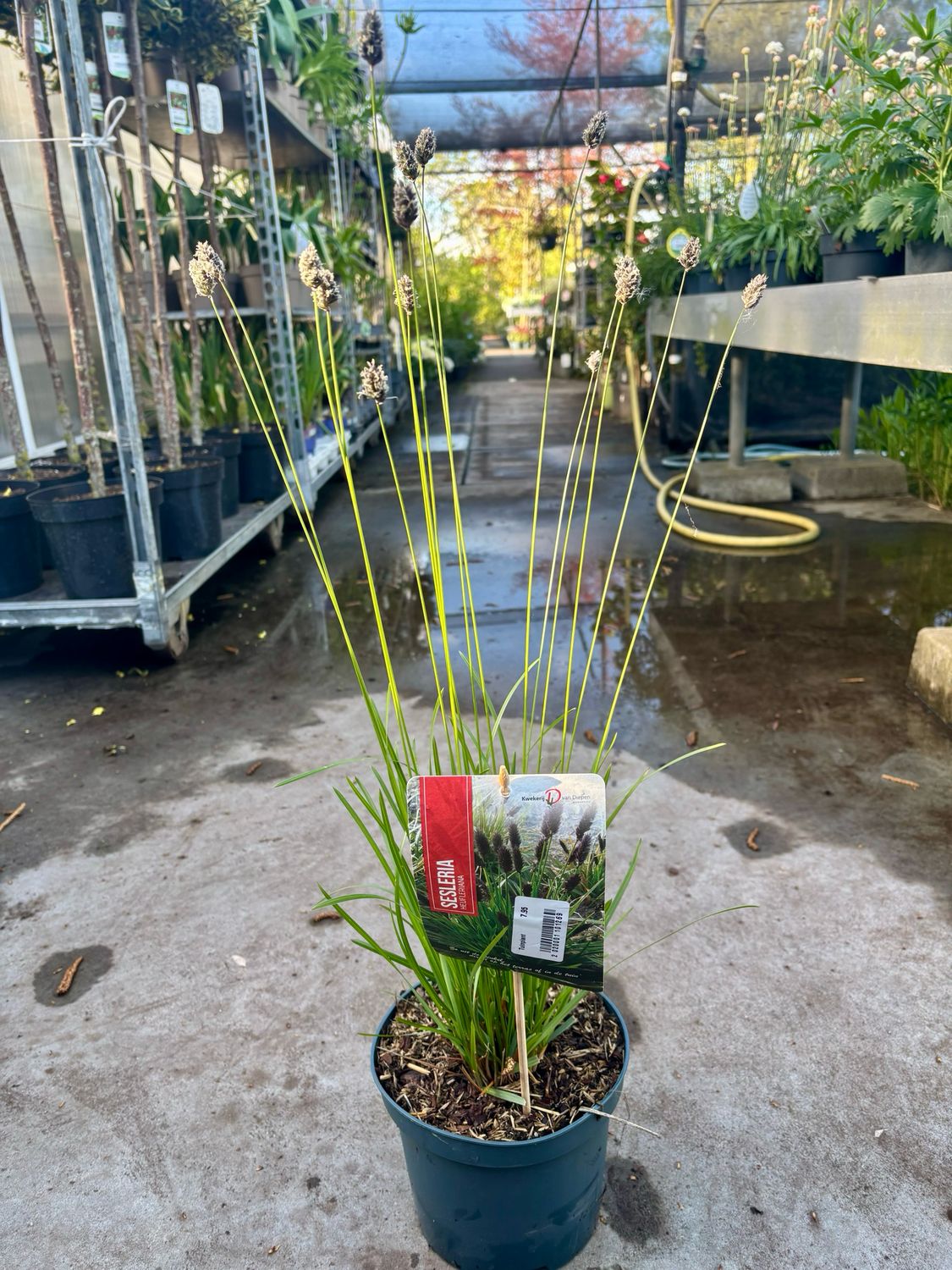 Sesleria heufleriana (Blauwgras) OP=OP