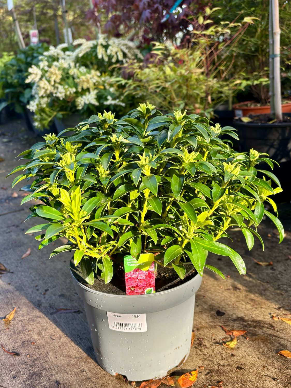 Kalmia latifolia 3 soorten (Lepelboom) OP=OP