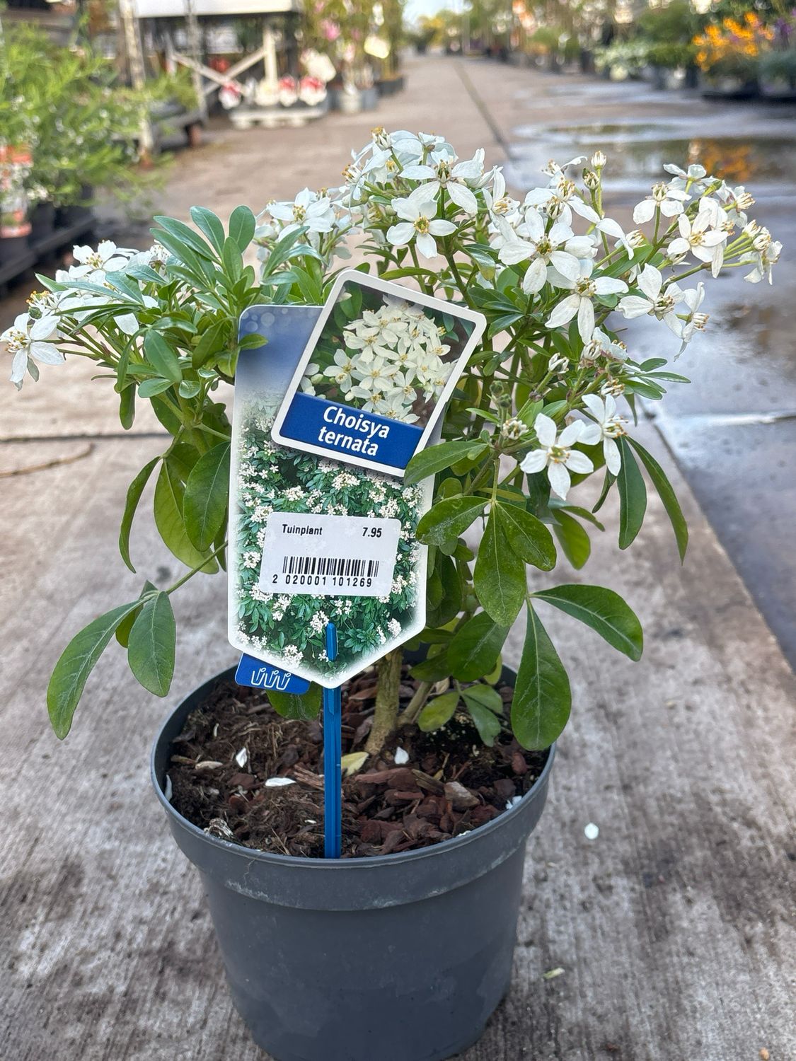 Choisya Ternata (Mexicaanse oranjebloesem) OP=OP