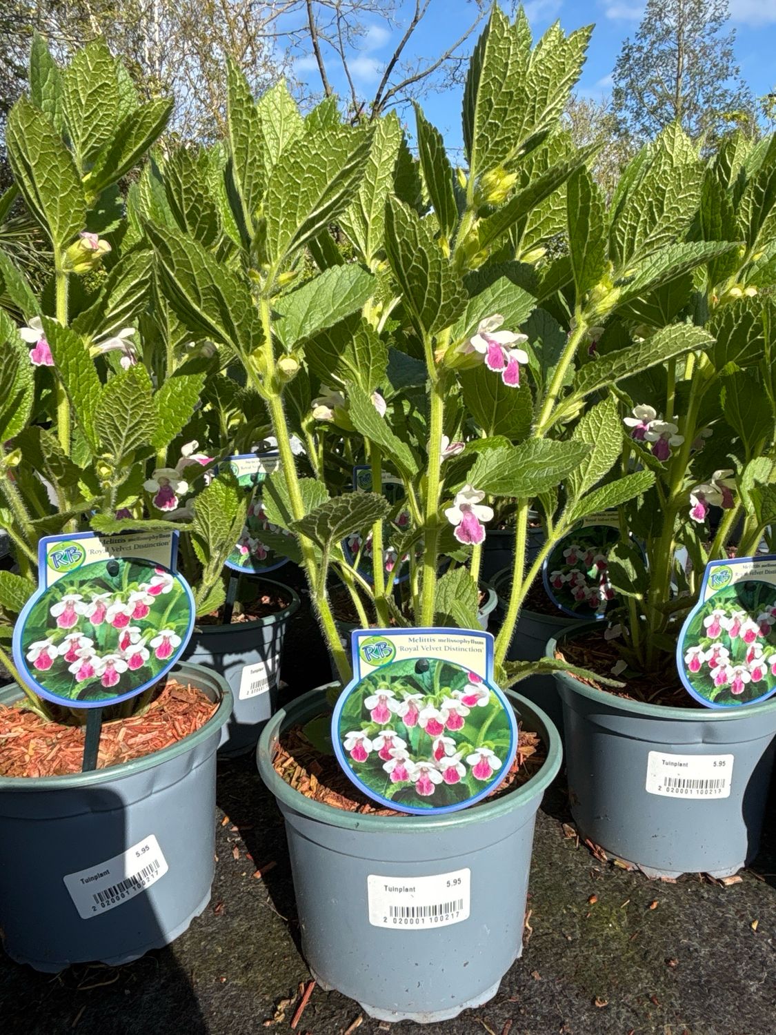 Melittis melissophyllum 'Royal Velvet Distinction' (Bastaardmelisse) OP=OP