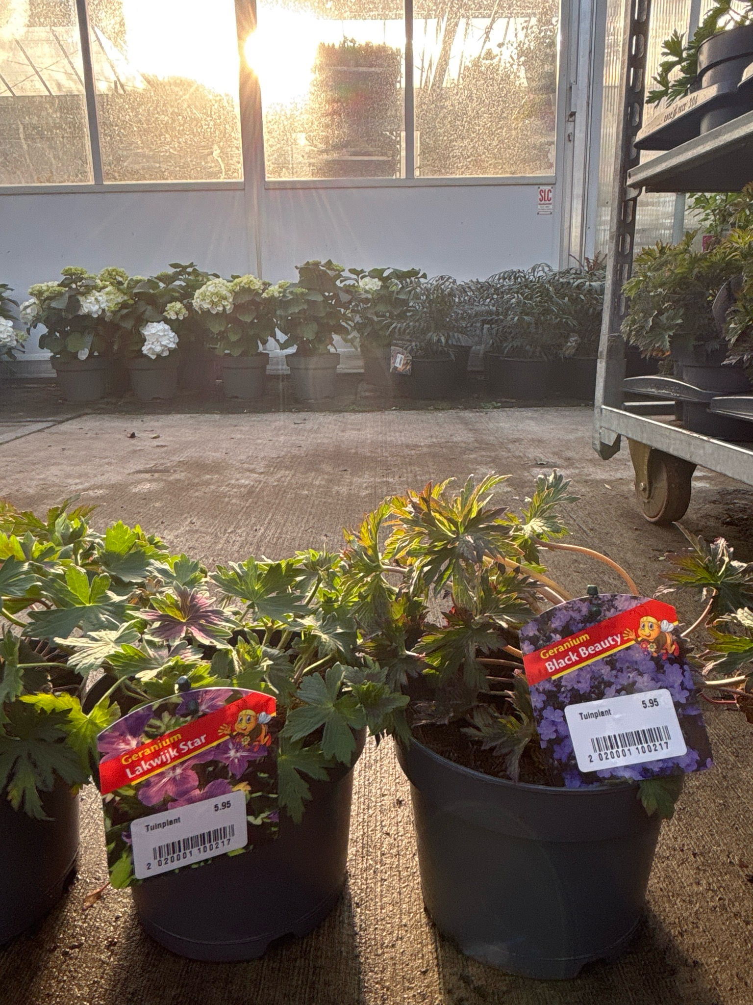 Geranium 4 soorten  (Ooievaarsbek) OP=OP