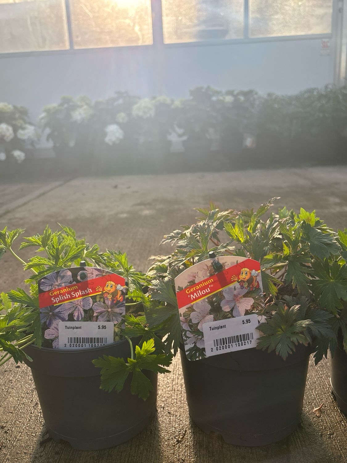 Geranium 4 soorten  (Ooievaarsbek) OP=OP