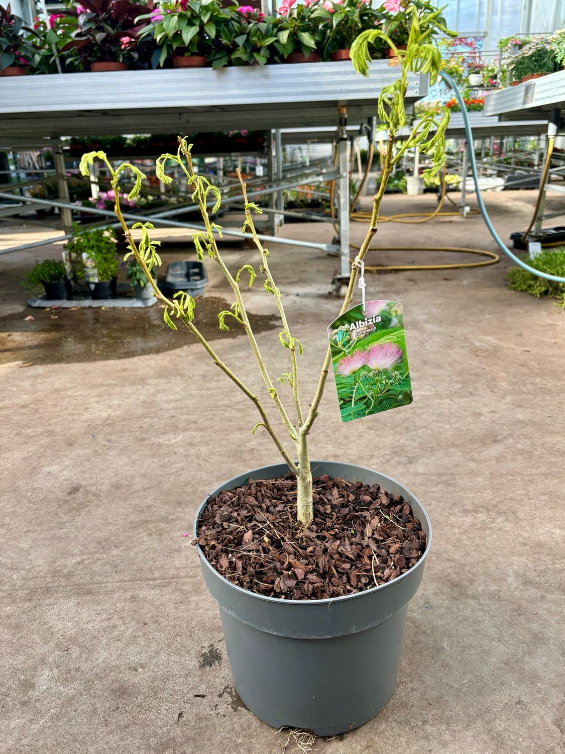 Albizia julibrissin (Perzische Slaapboom roze) OP=OP
