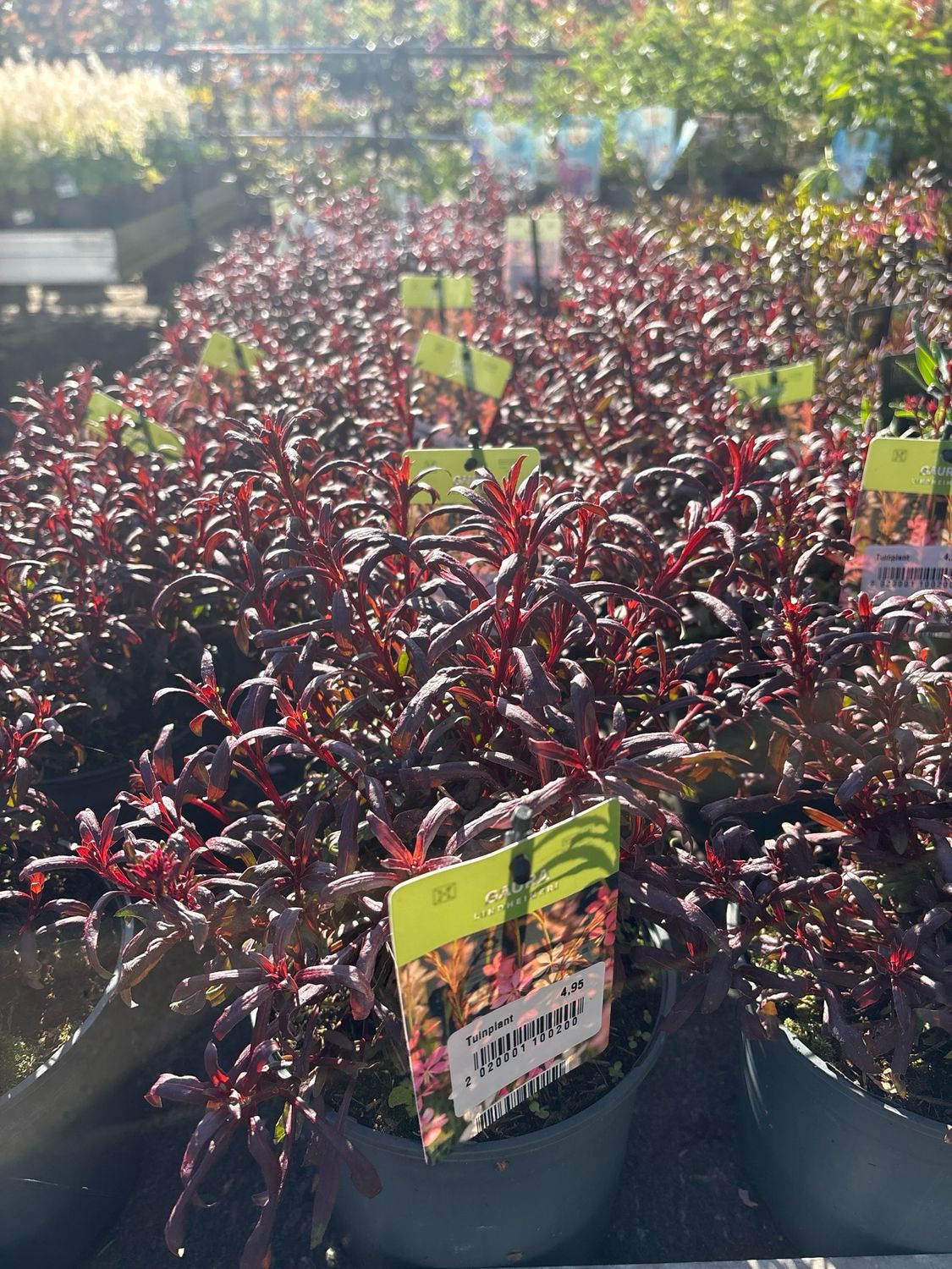 Gaura Lindheimeri (Prachtkaars) OP=OP