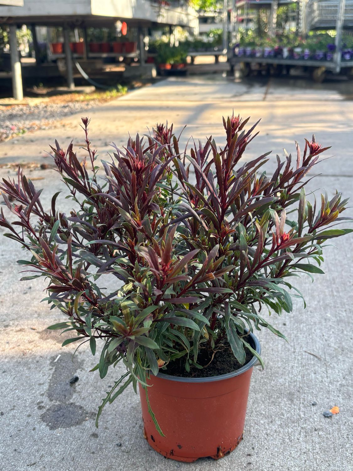 Gaura /roze (Prachtkaars) 3 voor €10 OP=OP