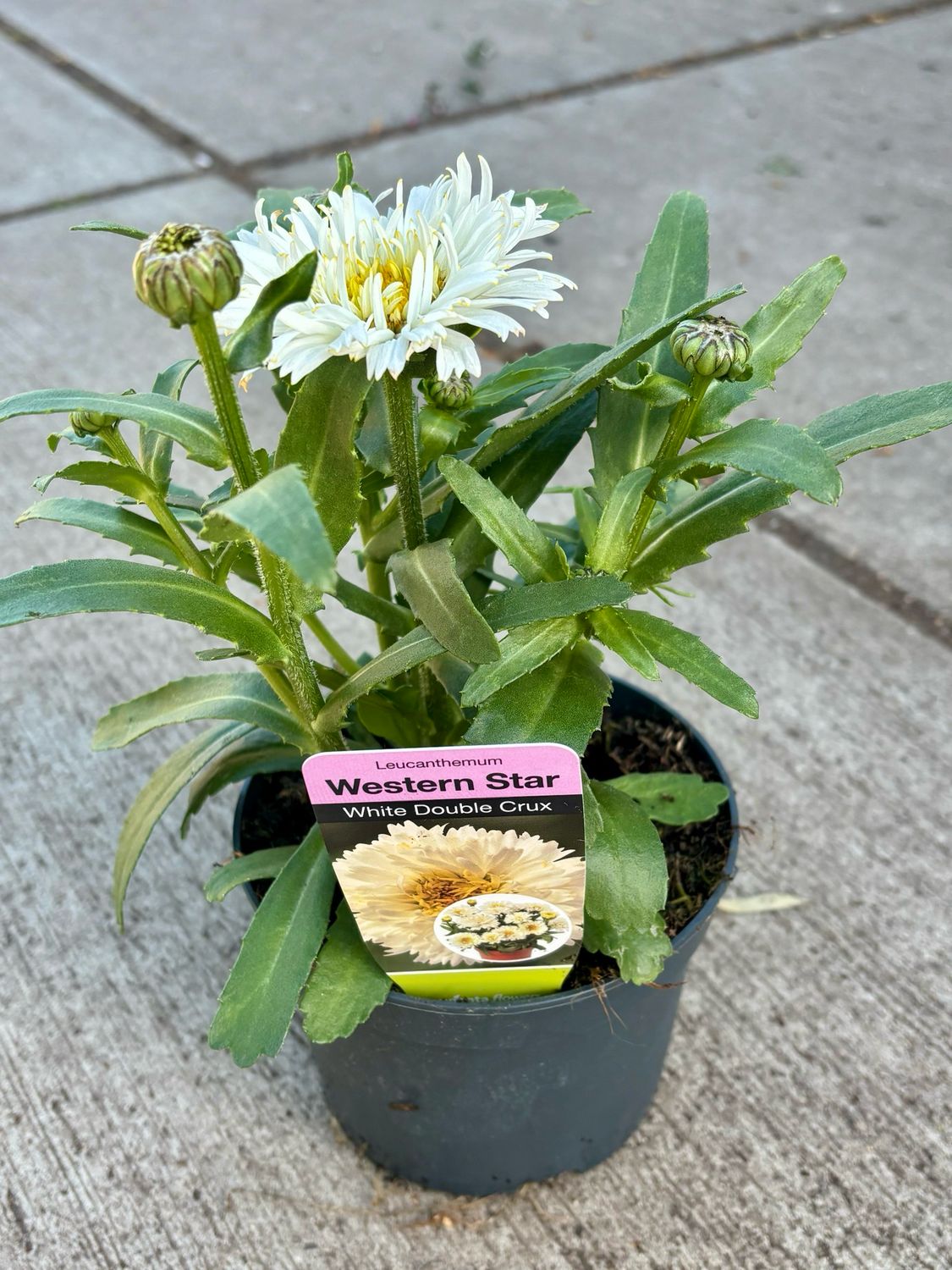Leucanthemum Western Star (Margriet) 4 voor €10 OP=OP