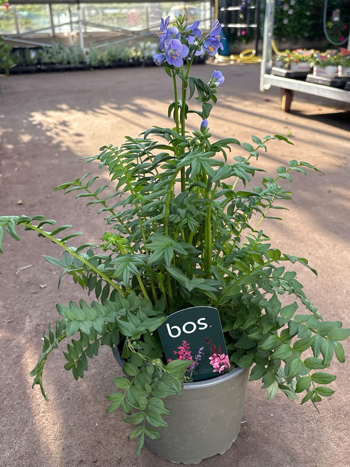 Polemonium (Jacobsladder) OP=OP