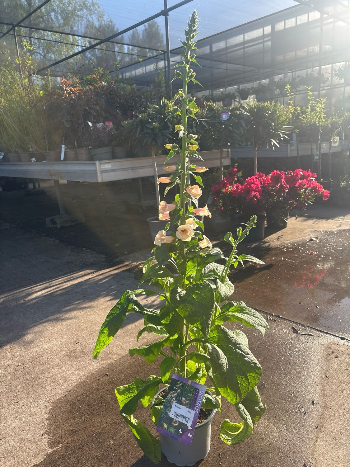 Digitalis purpurea (Vingerhoedskruid) OP=OP