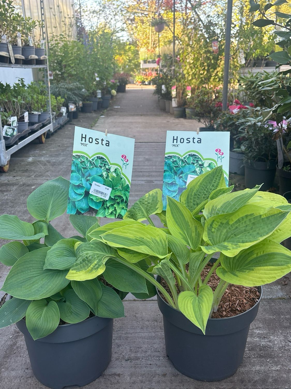 Hosta verschillende soorten OP=OP