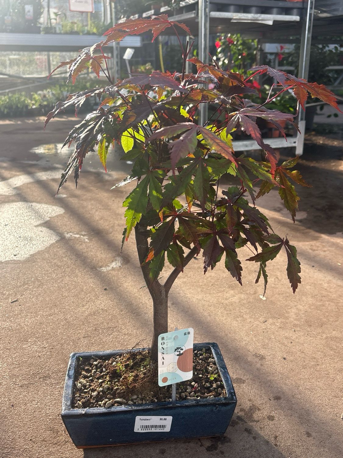 Bonsai Acer (Japanse Esdoorn) OP=OP