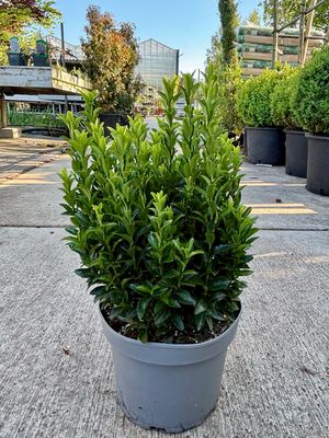 Euonymus japonicus ‘Green Spire’ (Kardinaalsmuts) volle struikenOP=OP