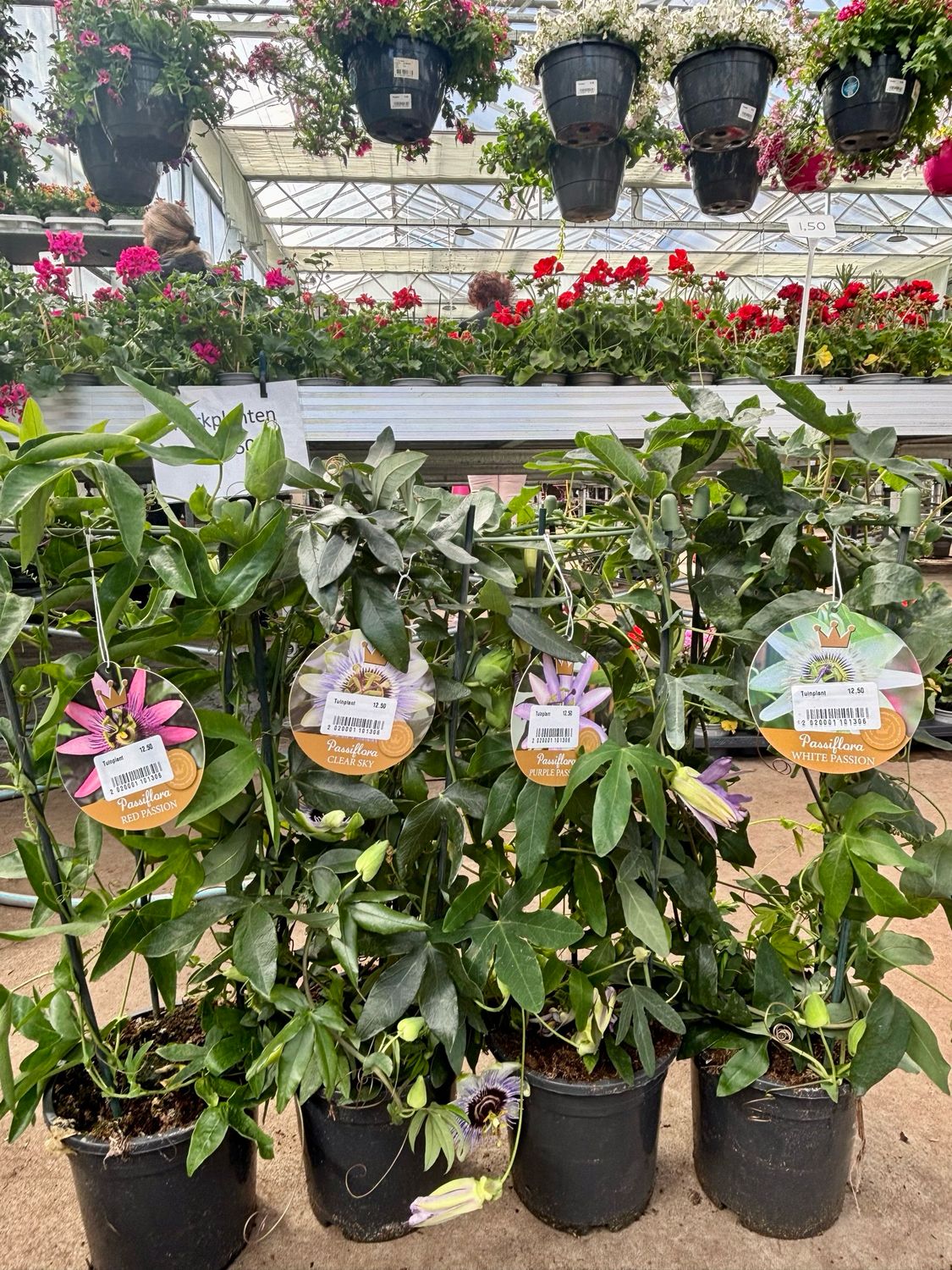 Passiebloem (Passiflora) verschillende soorten OP=OP