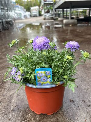 Scabiosa (Duifkruid) OP=OP
