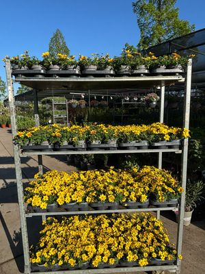 Bidens 4 voor €5 OP=OP