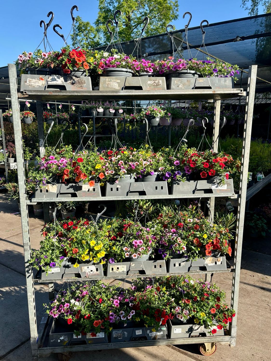 Hangplant Calibrachoa OP=OP