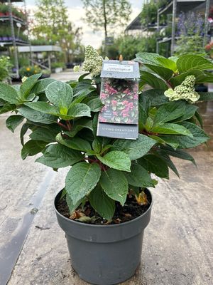 Hydrangea Living Creations (Pluimhortensia) OP=OP