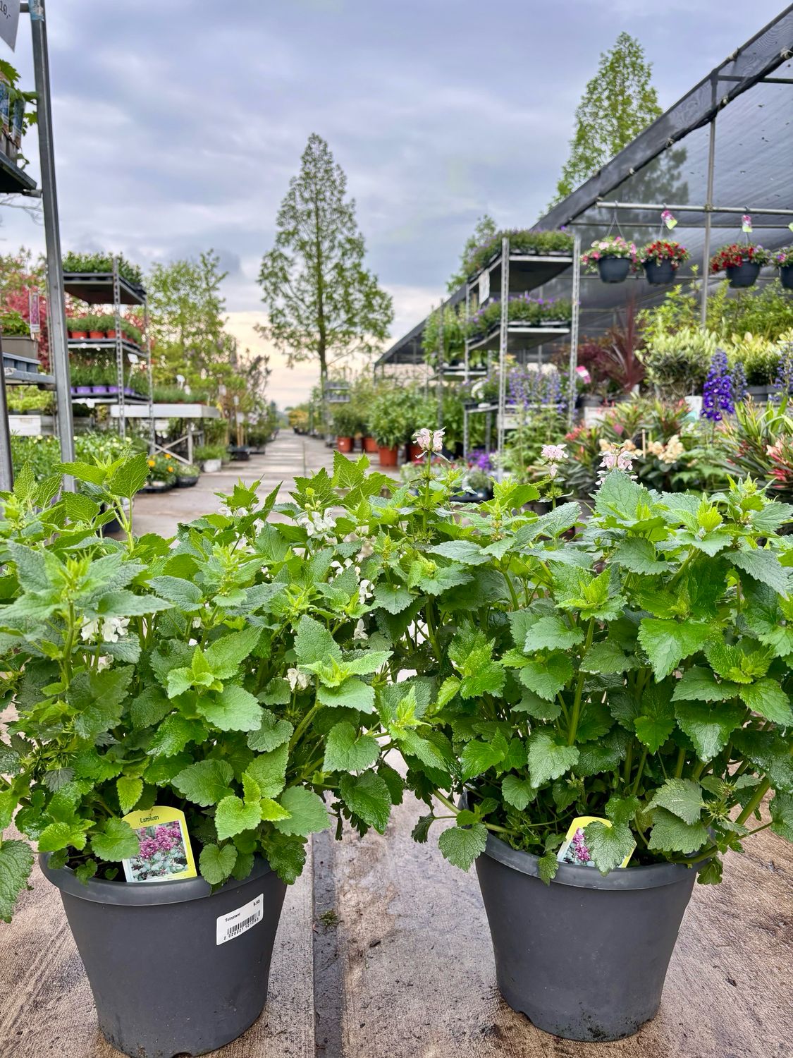 Lamium (Dovenetel) OP=OP