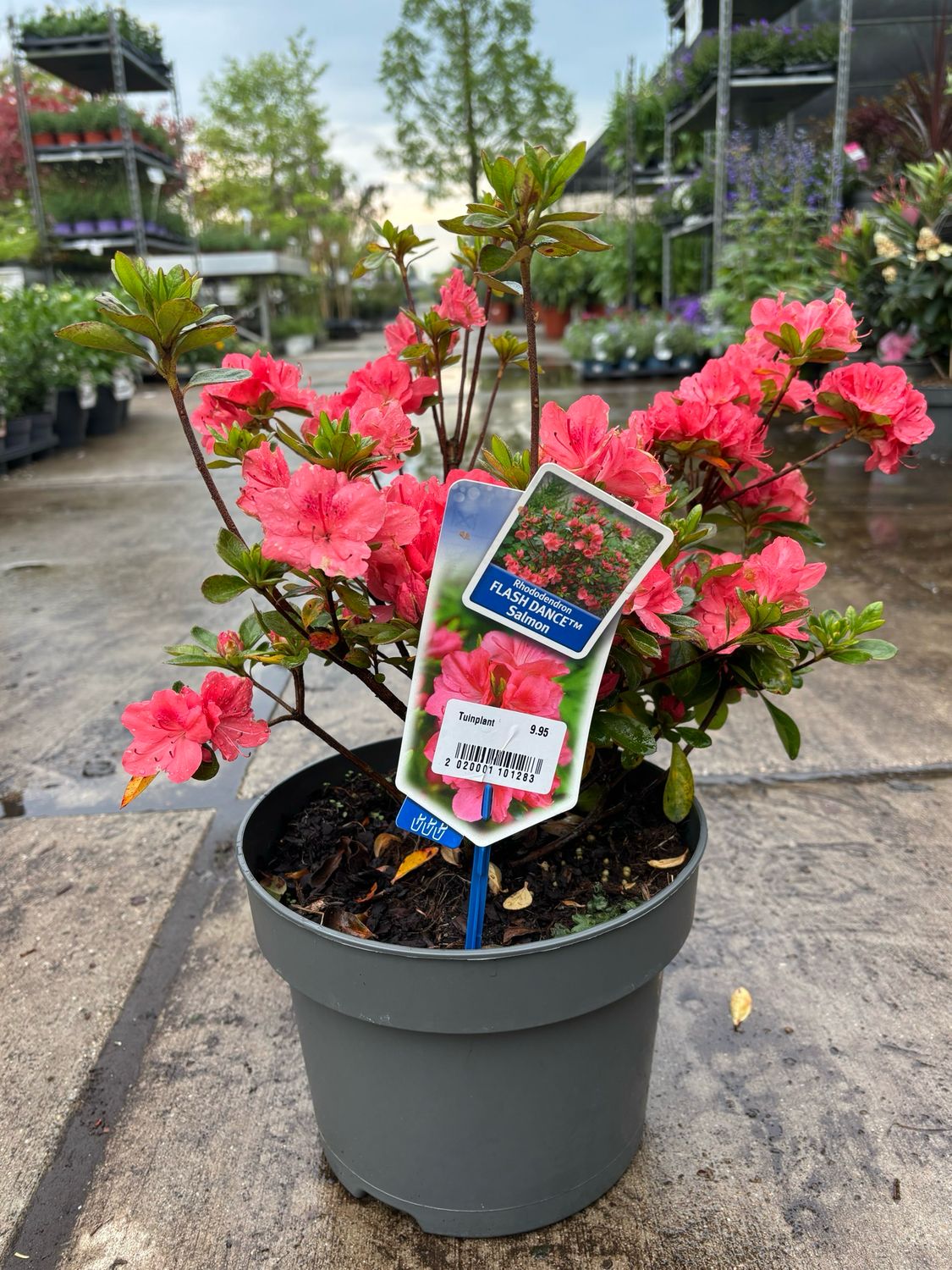 Rhododendron  FLASH DANCE (Rhodondron) OP=OP