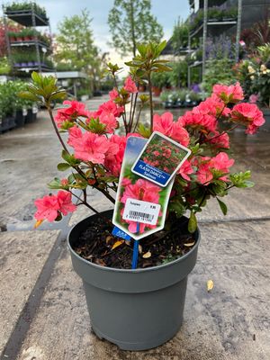 Rhododendron  FLASH DANCE (Rhodondron) OP=OP
