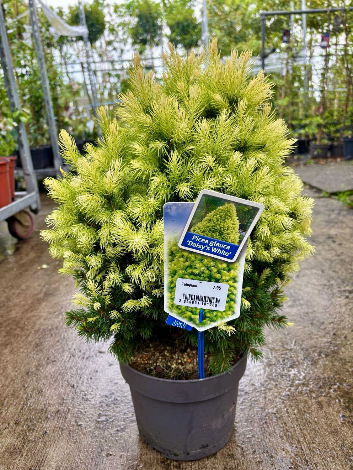 Picea glauca 'Daisy’s White' (Spar) OP=OP