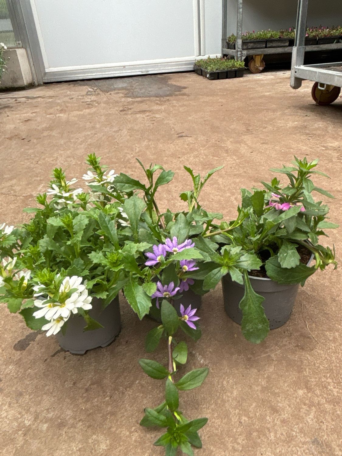 Scaevola paars/wit/Roze OP=OP