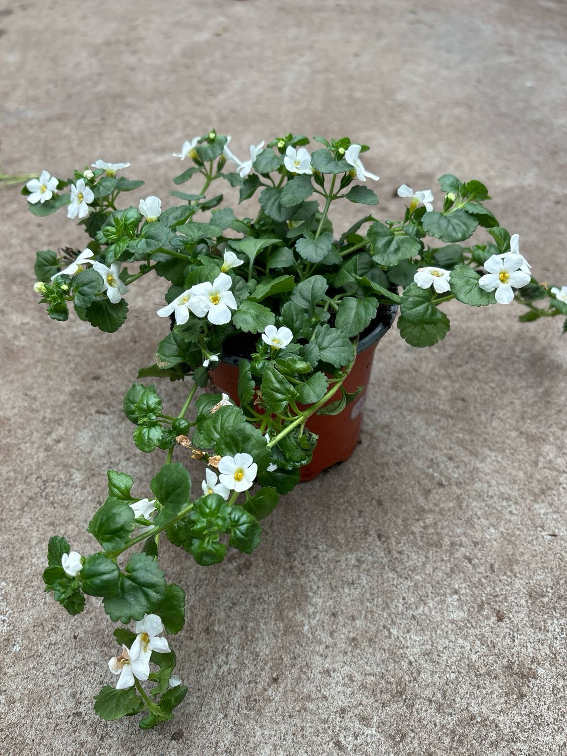 Bacopa OP=OP