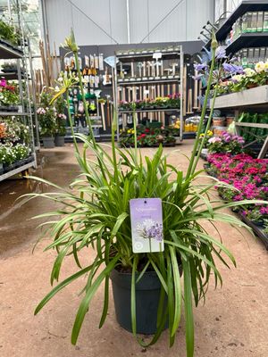 Agapanthus Duo wit/blauw (Afrikaanse Lelie) OP=OP