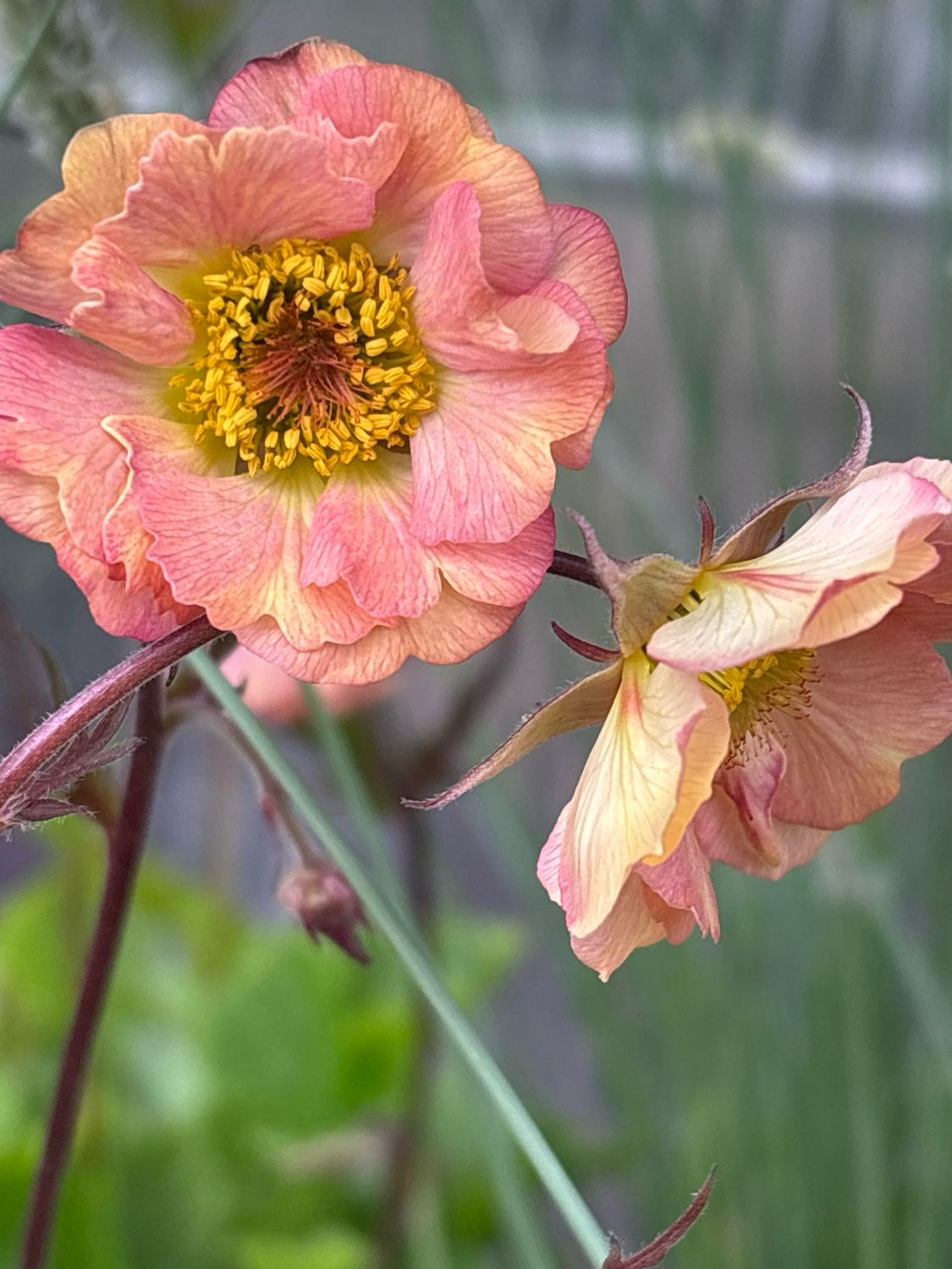 Geum (Nagelkruid roze-oranje) OP=OP