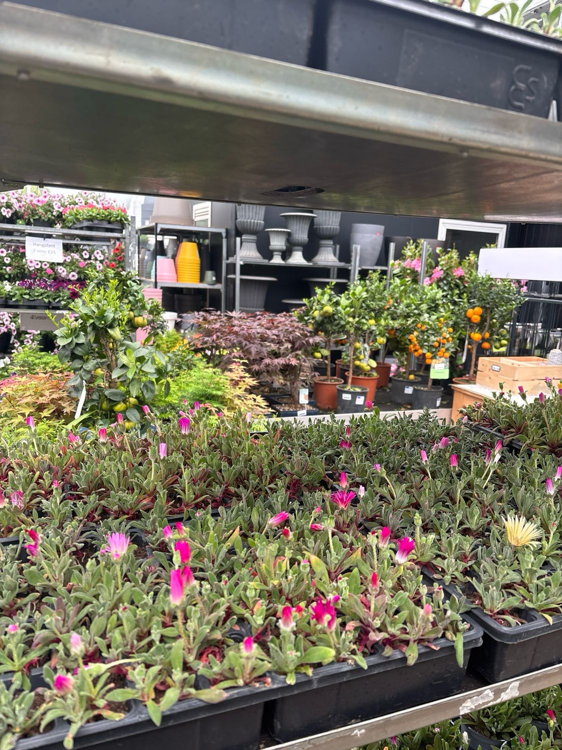 IJsbloem (IJsbloemen tray ) OP=OP
