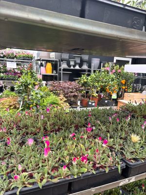 IJsbloem (IJsbloemen tray ) OP=OP