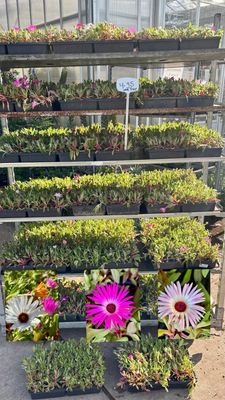 IJsbloem (IJsbloemen tray 32 stuks) OP=OP IJsbloem (IJsbloemen tray 32 stuks) OP=OP